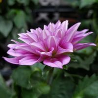 ダリア,大好きな花,風の中,ヒカリ,癒されの画像