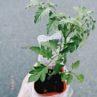 ミニトマト,野菜,家庭菜園の画像