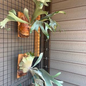 株分け,ビカクシダ属,癒し,かわいいな♡,板付けの画像
