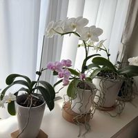 胡蝶蘭,満開,毎年ありがとう,花を見る喜び,窓辺の画像