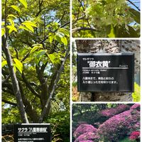スノーフレーク,ソテツ,ツツジ,ボタン,ヤマブキの画像