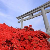 ツツジ,キリシマツツジ,ミラーレス一眼,長岡天満宮,そうだ京都、行こうの画像