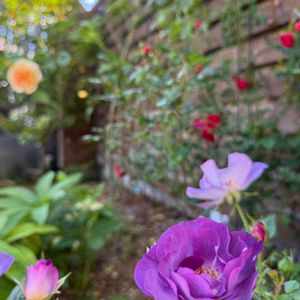 ブルーフォーユー,ガーデニング,花のある暮らし,緑のある暮らし,ふーちゃんの薔薇2025の画像