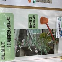 皇帝ダリアの画像