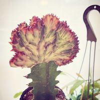 ユーフォルビア マハラジャ,ユーフォルビア マハラジャ,観葉植物,癒し,幸せ♡の画像
