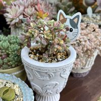 リンドレイ錦,多肉植物,アエオニウム,花のある暮らし,多肉植物のある暮らしの画像
