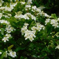 サンザシ,白い花,山査子の画像