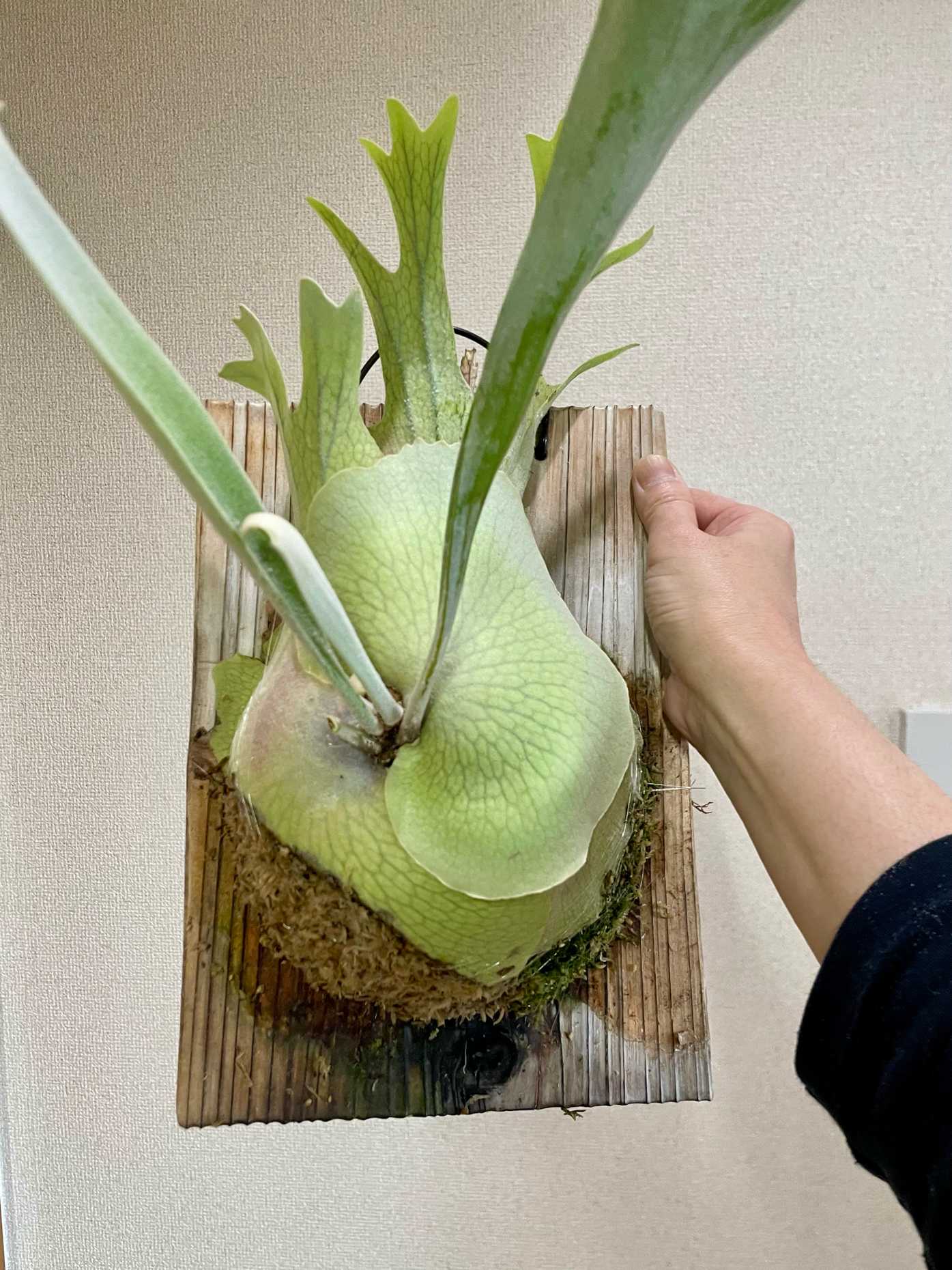 板付 2株セット 今週までにします。 ビカクシダの株分けと板付｜そだレポ（栽培レポート）bysakaki_S