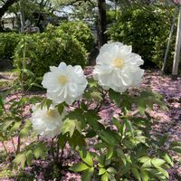 ボタン,牡丹,牡丹,枝垂れ桜,芍薬(シャクヤク）の画像
