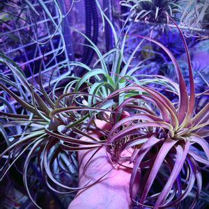 エアプランツ,チランジア属,ブロメリア科,植物のある暮らし,ビザールプランツの画像