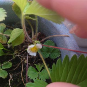 ワイルドストロベリー,ハーブのある暮らし,癒される❣️,自然治癒力,植物は癒し♡  ̖́-の画像