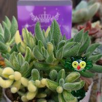 銀揃,ムラリス,Caesar,エケベリア シーザー,多肉ちゃん初心者の画像