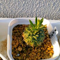 オベサ,ユーフォルビア 鉄甲丸,ユーフォルビア・オベサ鉄甲,ユーフォルビア,やまさんちのオベサ鉄甲実生記録の画像