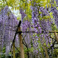 フジ,藤の花,庭園,萬葉植物園,お出かけ先の画像