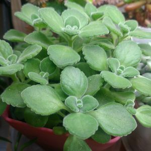 アロマティカス,ディスキディア,観葉植物,流木,素敵な休日の画像