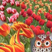 チューリップ,ボタン,❤️いいね、ありがとう,フクロウ祭,GS皆様ありがとうの画像