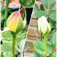 バラ,いい香り,プランター,癒し,庭仕事の画像