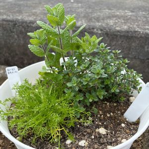 アップルミント,ローマンカモミール,レモンタイム,ハーブの寄せ植え,お迎え記録の画像