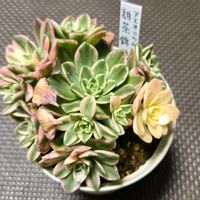 アエオニウム 属,甜茶錦,多肉植物,アエオニウム,アエオニウム属の画像