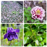ヒメツルソバ,薔薇,西洋オダマキ,西洋オダマキ,小さな庭の画像