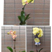 胡蝶蘭,胡蝶蘭,ラン,観葉植物,ベランダーの画像