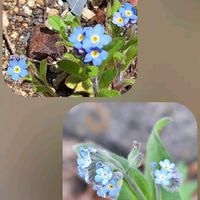 キュウリグサ,キュウリグサ,忘れな草,勿忘草・わすれなぐさ,多肉植物の画像