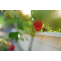 イチゴ,ポタジェ,イチゴ栽培,ミラーレス一眼,あっ火曜日の画像
