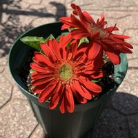 ガーベラ,鉢植え,開花,ガーデニング,つぼみの画像