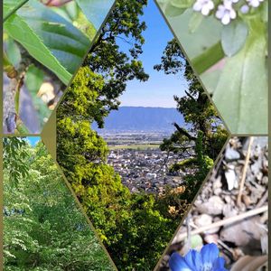 ハルリンドウ,フジ,リンドウ,サツキ,ヤマザクラの画像