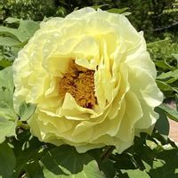 シャクヤク,シャクヤク,ボタン,ボタン,ボタンの画像