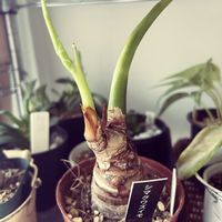 クワズイモ,シマクワズイモ,観葉植物,新芽の画像