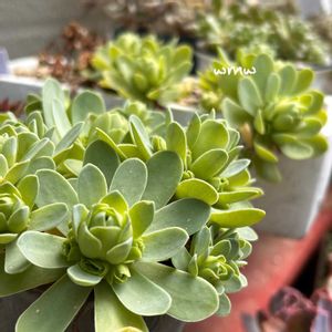 センペルあそび,癒される,花のある暮らし,no green no life,多肉植物のある暮らしの画像