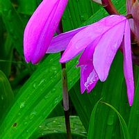 シラン,ナニワイバラ,ノースポール,バラ,ワスレナグサの画像