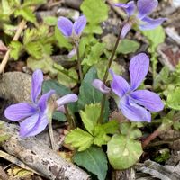 スミレ,花言葉,おひさまの画像