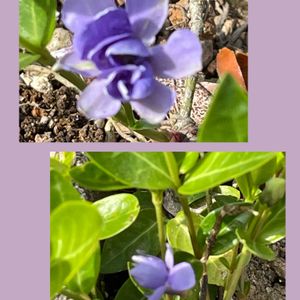 花のある暮らし,お花大好き♡,青い花マニア,お散歩ちゃんキーホルダー,がんに負けるな！の画像
