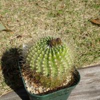 Parodia buenekeri,多肉植物,観葉植物,100均,ダイソーの画像