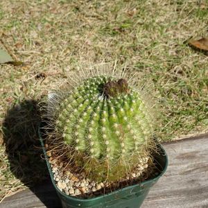 Parodia buenekeri,多肉植物,観葉植物,100均,ダイソーの画像