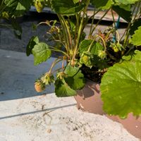いちご成長記録,プランター栽培,一季なり苺,四季成りイチゴ,小さな庭の画像