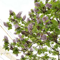 街の植栽,植物写真,植物散歩,植物散策,街中の植物の画像
