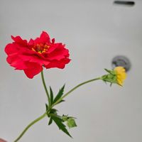 アマリリス,ゲウム ブレイジングサンセット,鉢植え,明るい日陰,プランターの画像