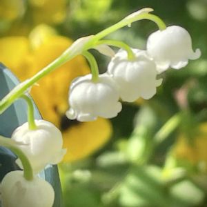 スズラン,可愛い〜♡,白い花,花のある暮らし,庭の画像