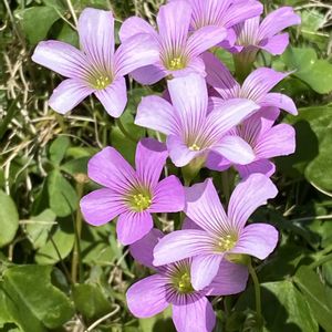 花のある暮らし,お出かけ先の画像