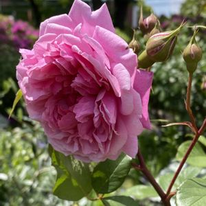 花のある暮らし,お出かけ先の画像