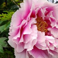 ボタン,観葉植物,はなはな,花のある暮らし,花の写真の画像