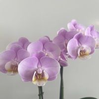 胡蝶蘭,Phalaenopsis Harukaze,水栽培の画像