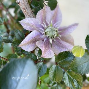 クレマチス,花のある暮らし,花が好き,庭の景色✽,広い庭の画像