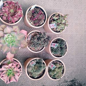 ルベルシー,モナンテス ポリフィラ,モナンテス ムラリス,ピグミの蛸,多肉植物の画像