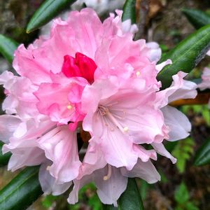 ピンクの花,花のある暮らし,植物のある暮らし,GSアダルトチーム,お出かけ先の画像
