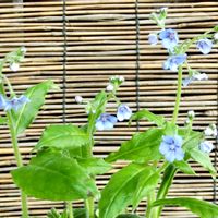 ルリソウ,鉢植え,花言葉,山野草,花のある暮らしの画像