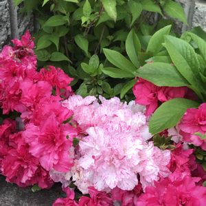 鉢植え,繋がりに感謝✨,ＧＳだヨ！全員集合,復興を祈る,小さな庭の画像